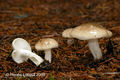 Hygrophorus agathosmus
